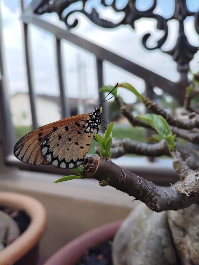 A butterfly on my Adenium
