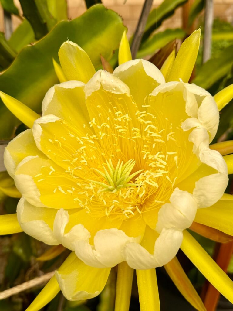 Huge yellow dragon fruit flowers..