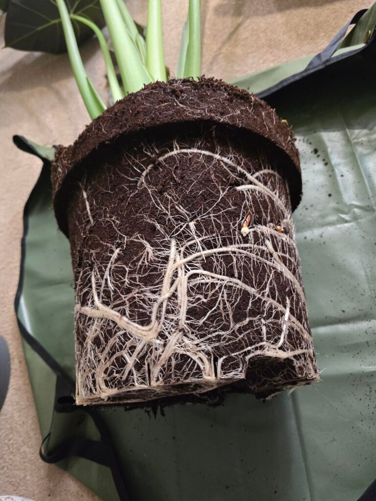 Update on my new huge regal shield 😍