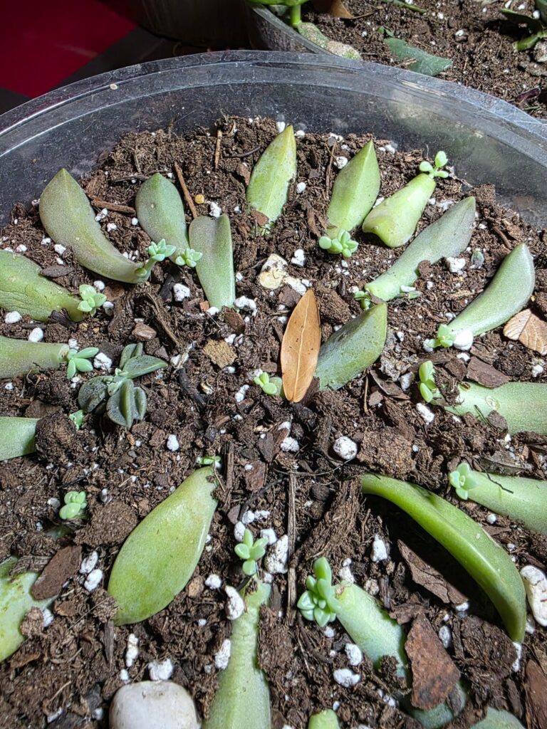 Until one of these become a full sized plant, I will not feel fully satisfied with propagation process