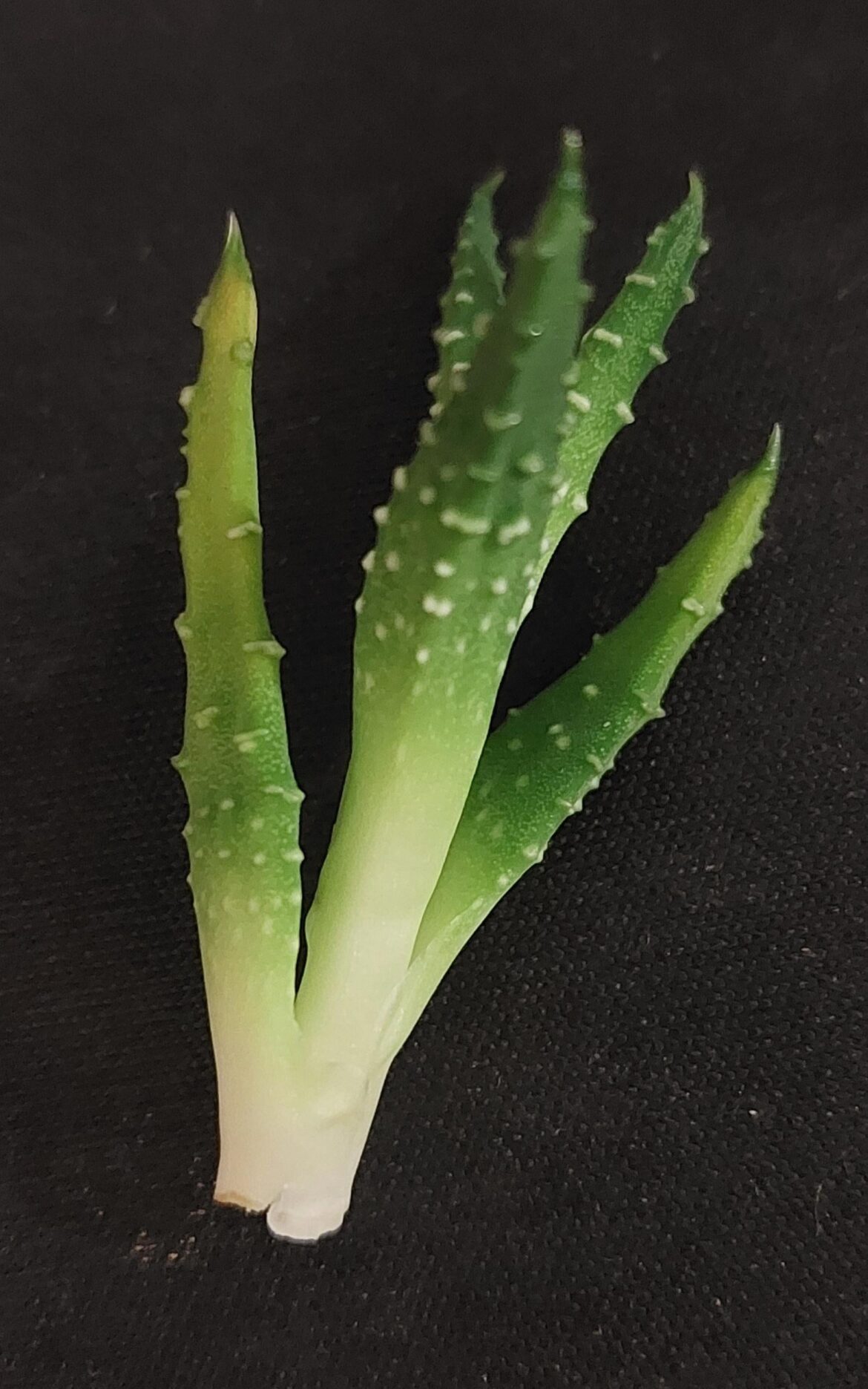 should i remove the yellowingleft and right side leaves?