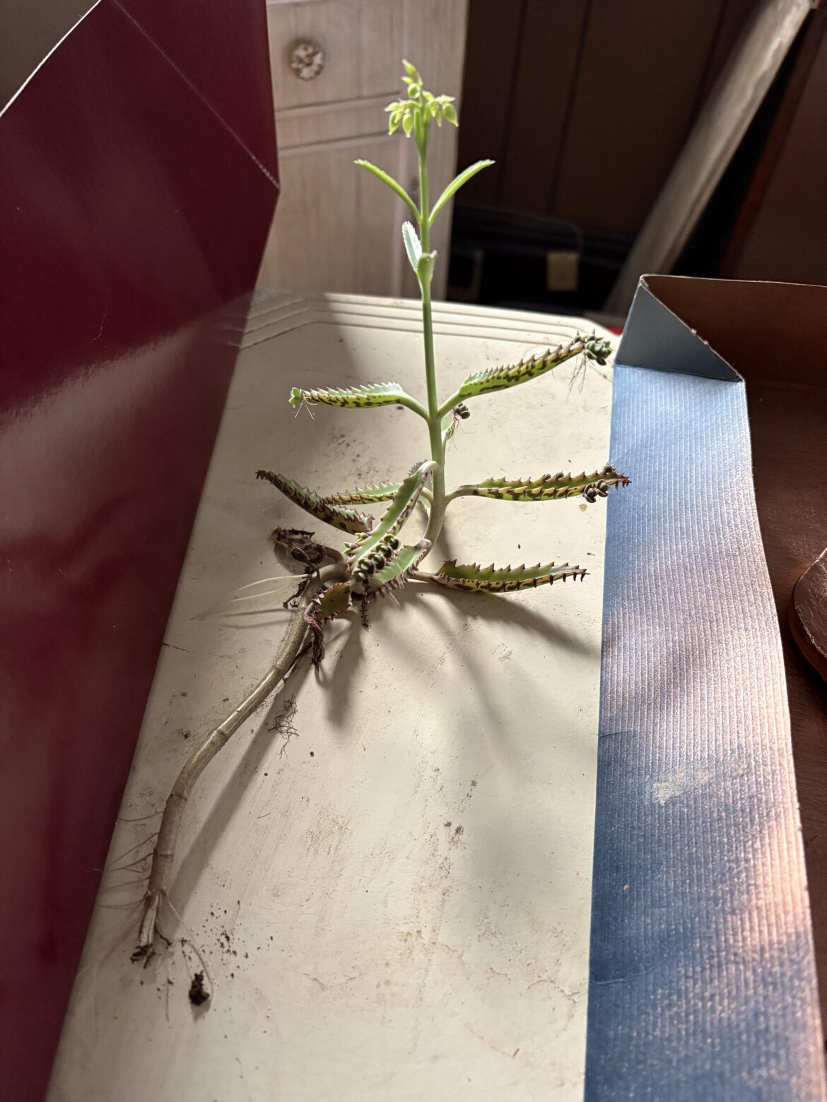 Random chunk of Mother of Millions sitting on a table, hasn’t been in soil or received any water for about 8 months; not just still alive - it’s started to flower
