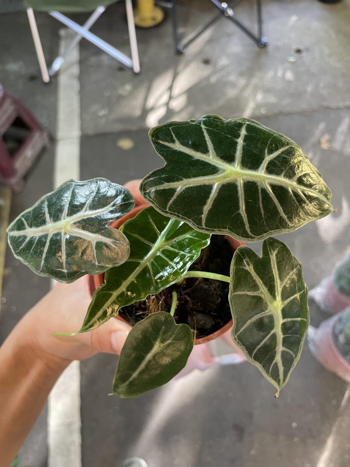 How do I care for them