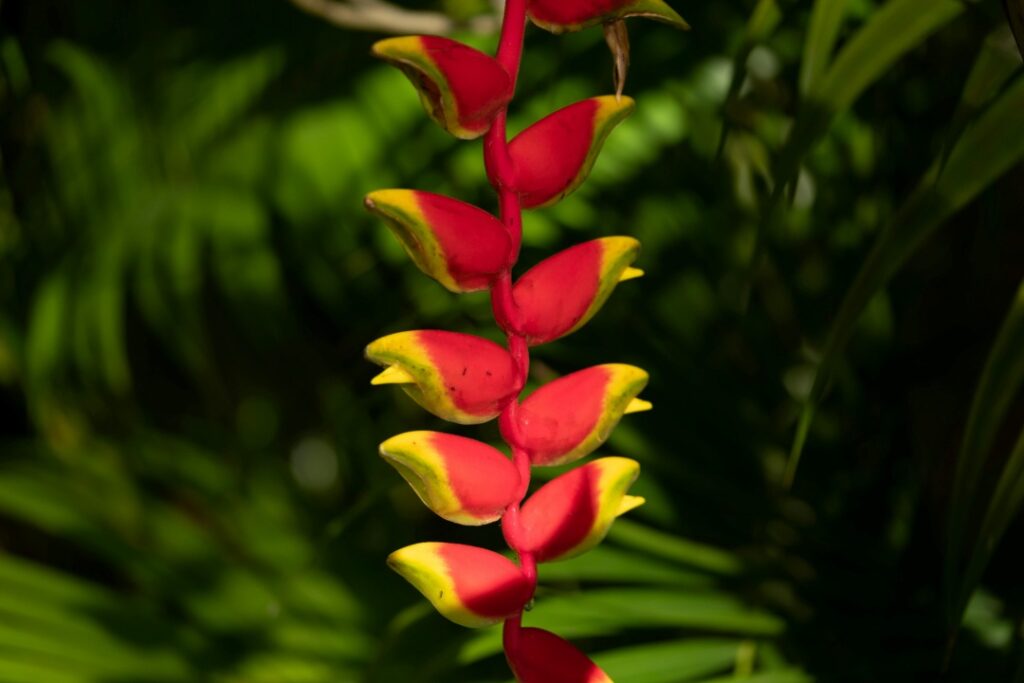 Heliconia — ‘Lobster-claw’ beauty in the garden