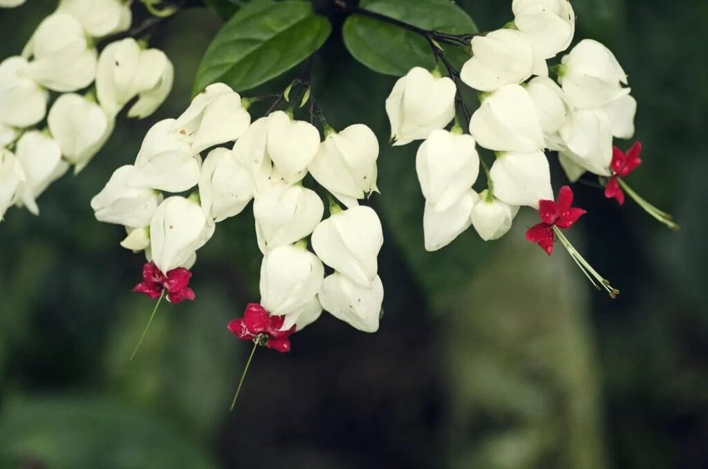 Hearts and Blue Butterfly Flower