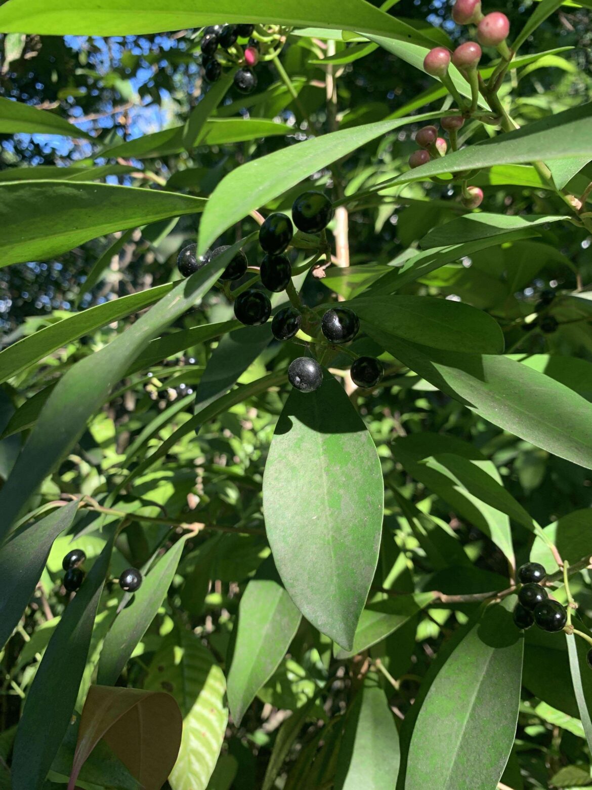 Would someone be able to tell me what kind of berries these are? (Found in south florida)