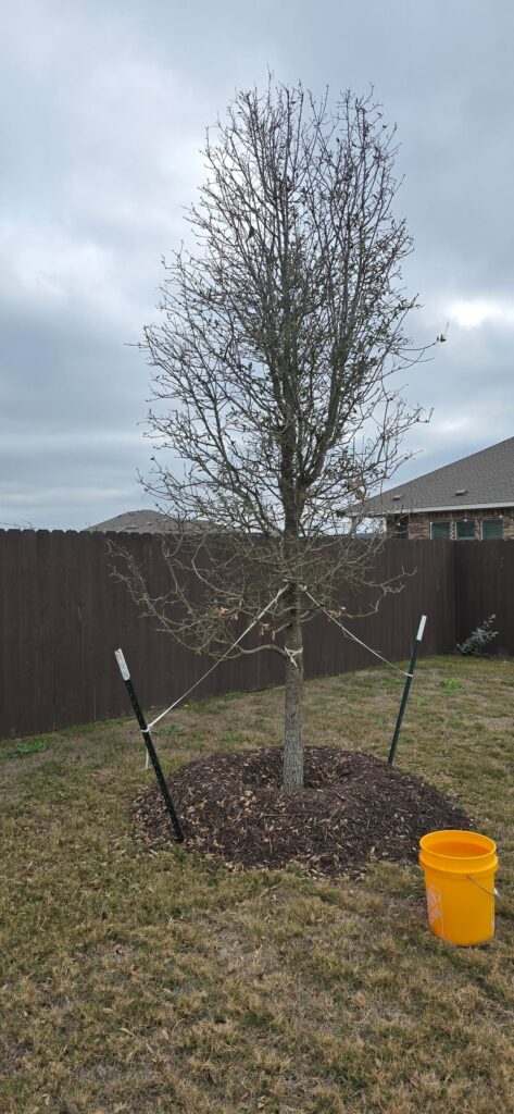 Live oak planted 1 month ago looks terrible, will it be okay? Live oak planted 1 month ago looks terrible, will it be okay?