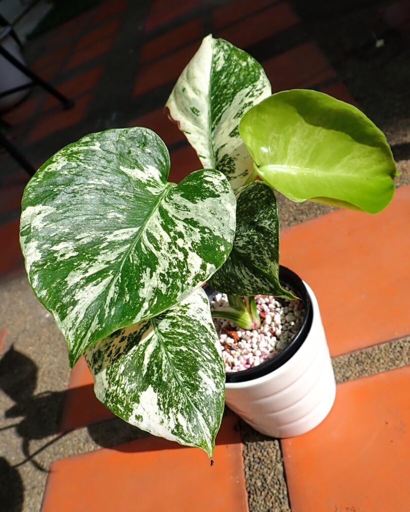 I'm friends with the monster inside my homestead.