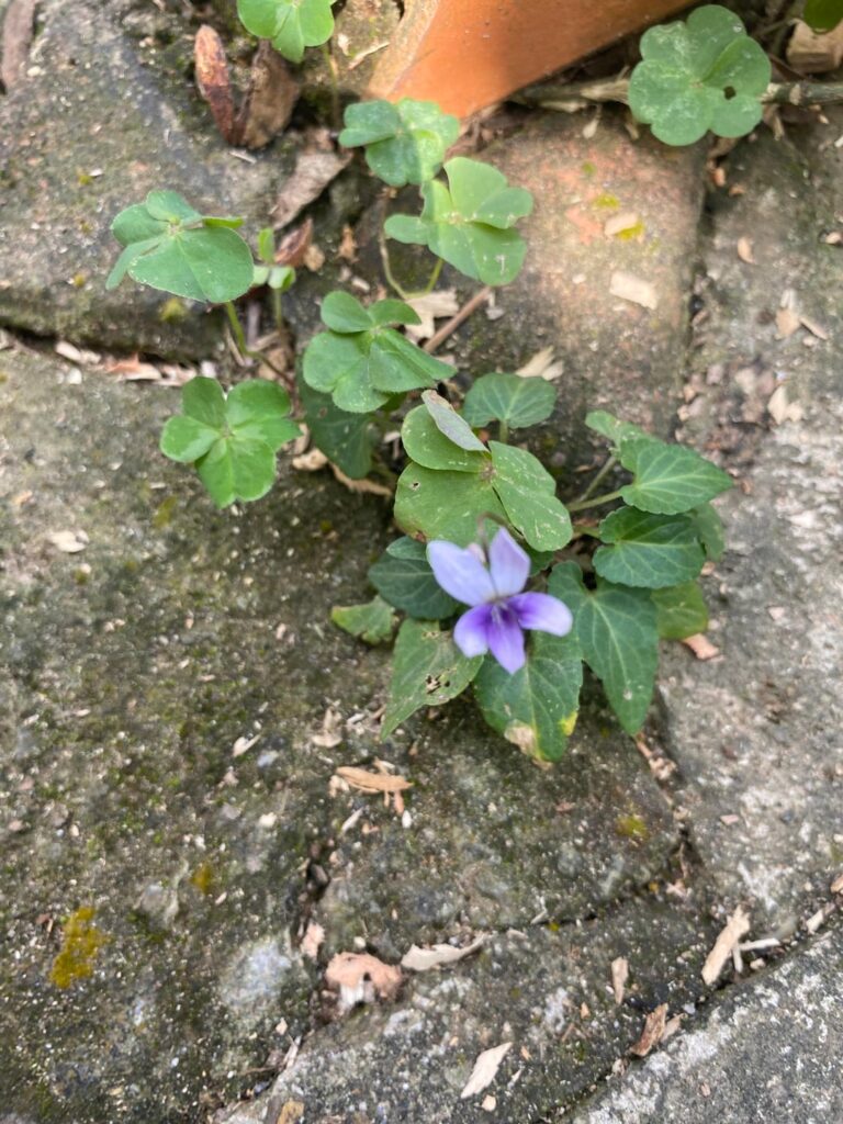 Violets, violets patches, so beautiful.