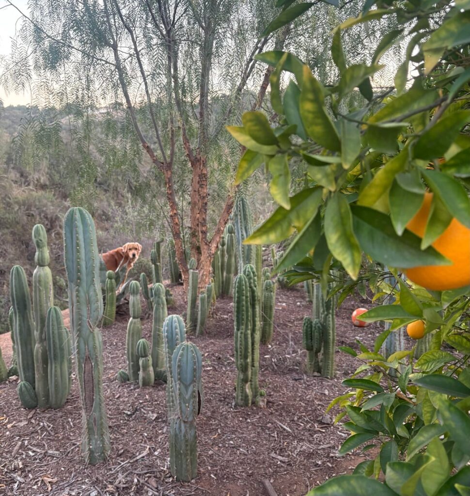 Trichs are part of our lives but…