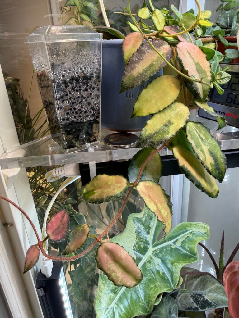 Hoya Caudata Variegated