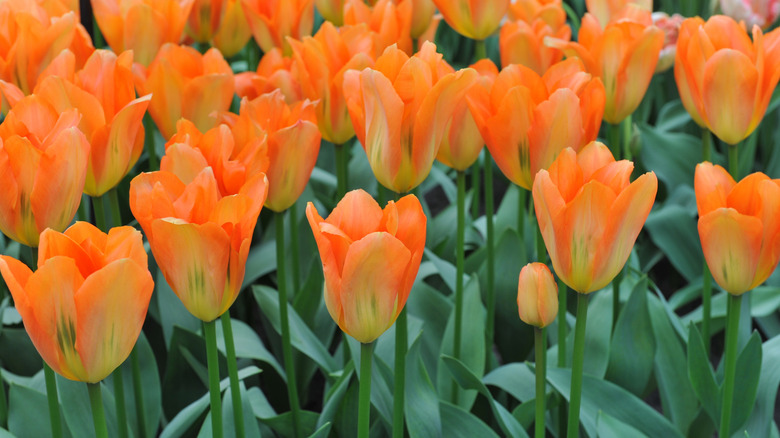 A bunch of 'Orange Emperor' tulips in bloom