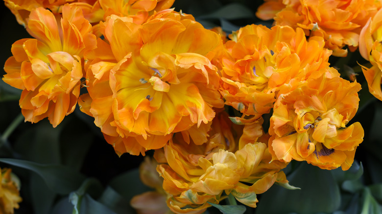 Orange double tulip 'Orca' in bloom