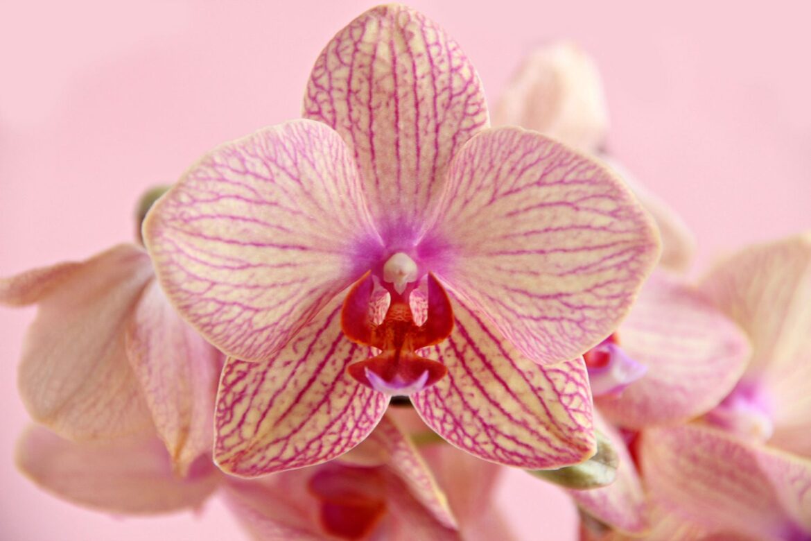 The 4 Orchid Care Mistakes Gardening Experts See Over and Over Again