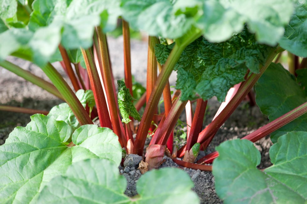 organic rhubarb stalks
