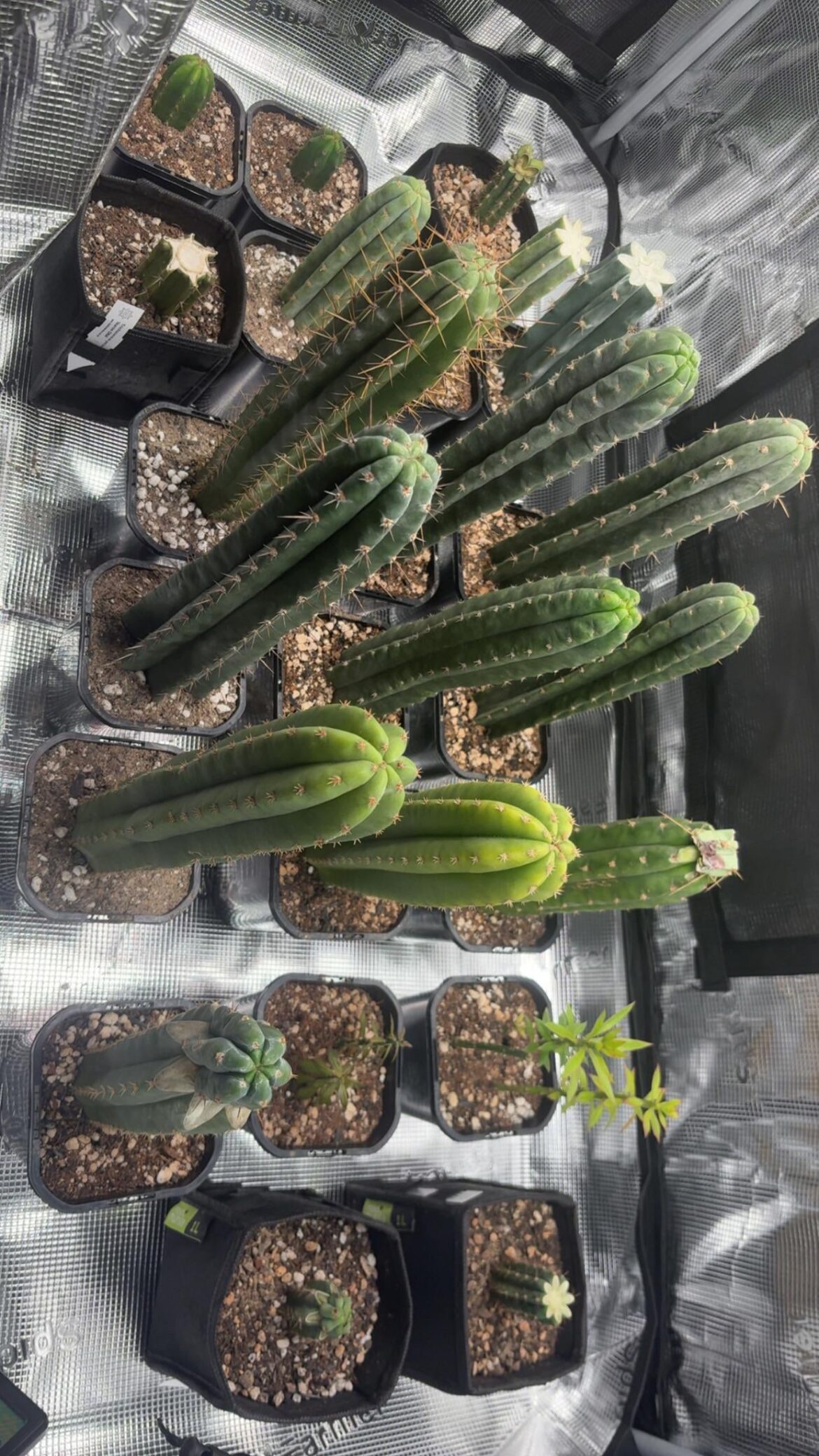 children of the corn, any advice?