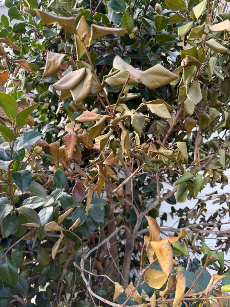 My Camellia needs help!