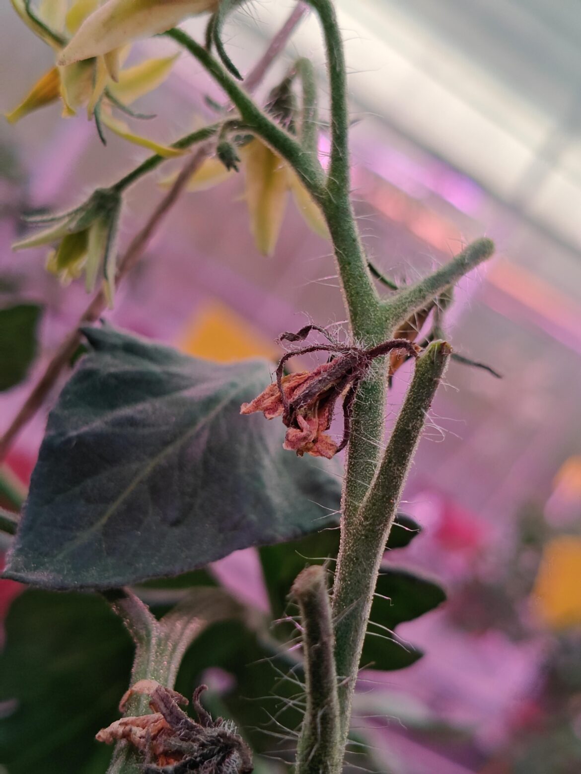 Tomato flowers keep drying up and falling off