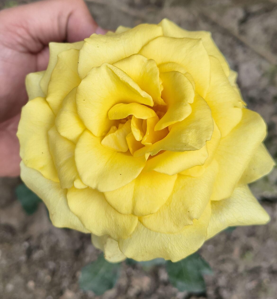 Yellow rose [OC]