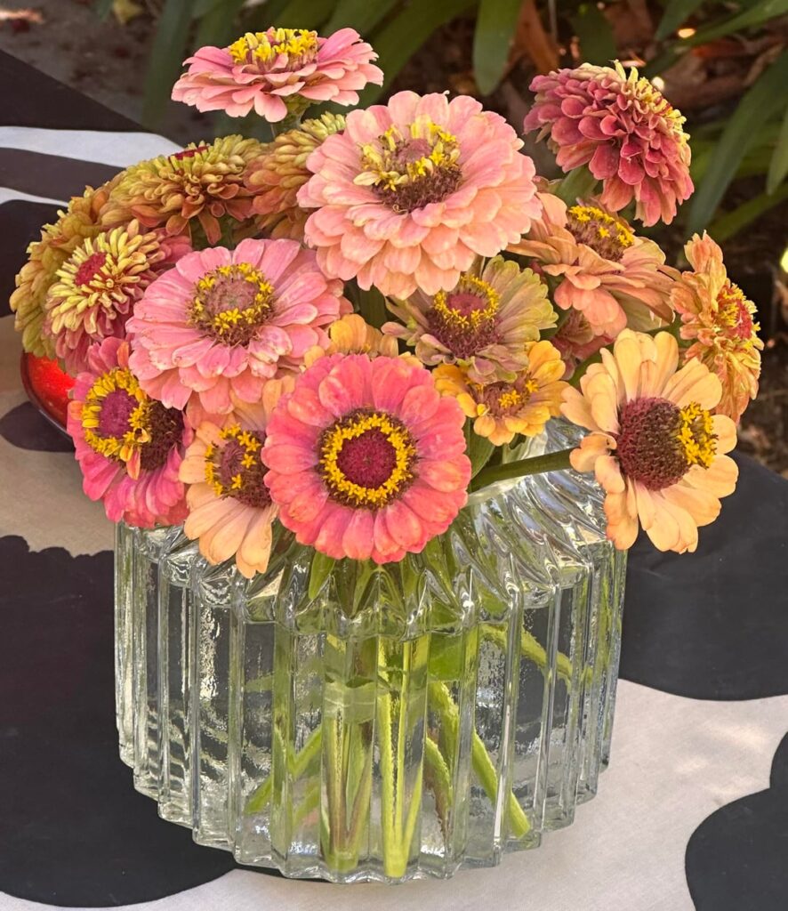 What is the name of these flowers?