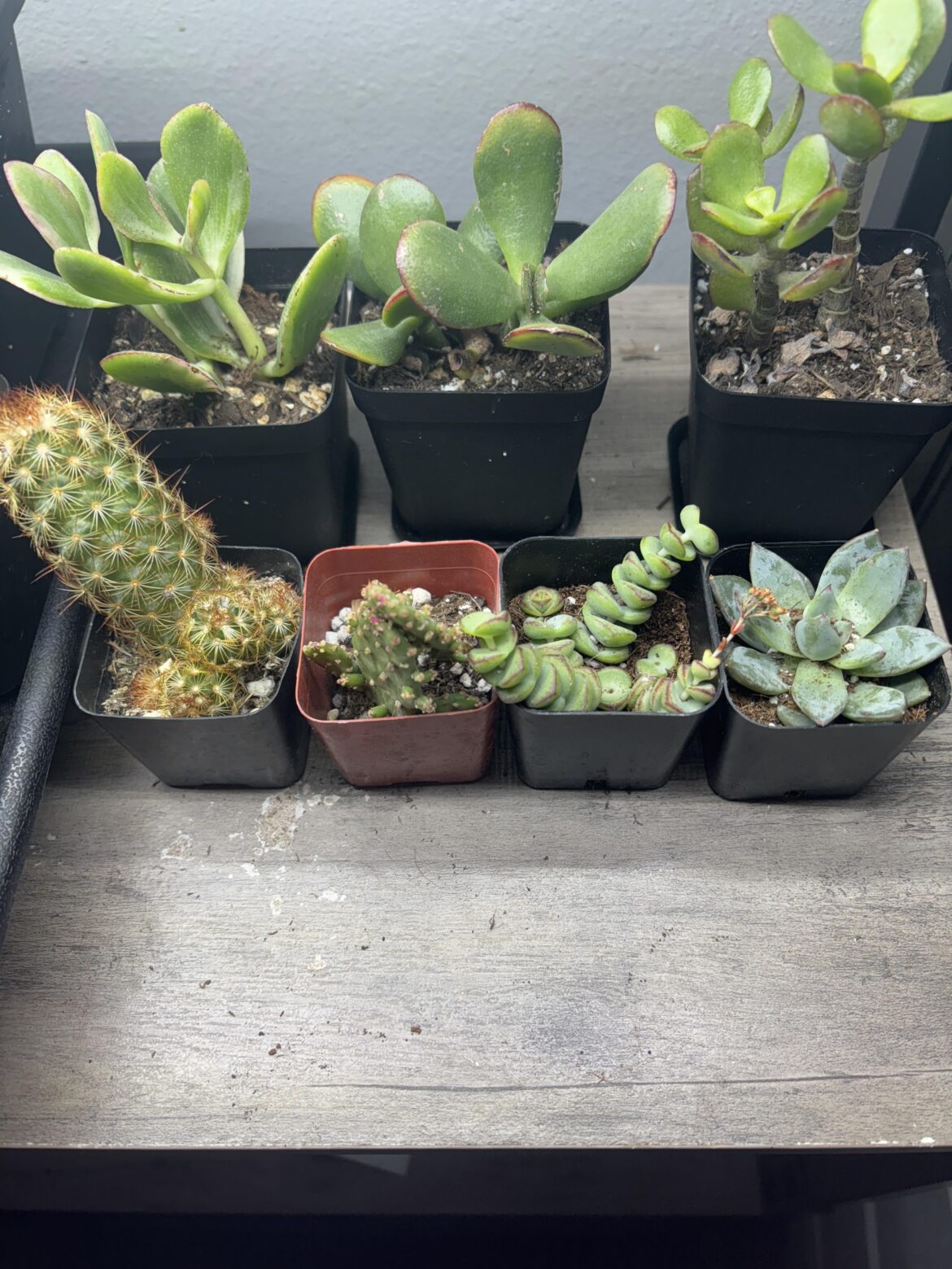 New Succulents