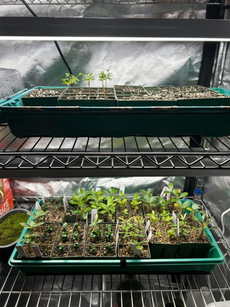 Rarepalmseeds.de review