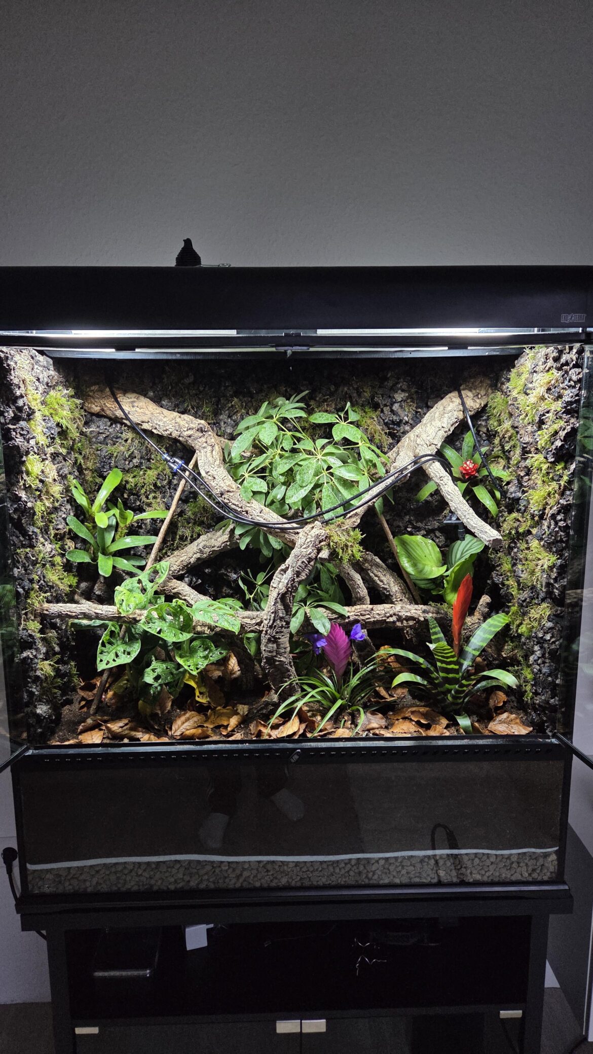 My First Terrarium, any tips?