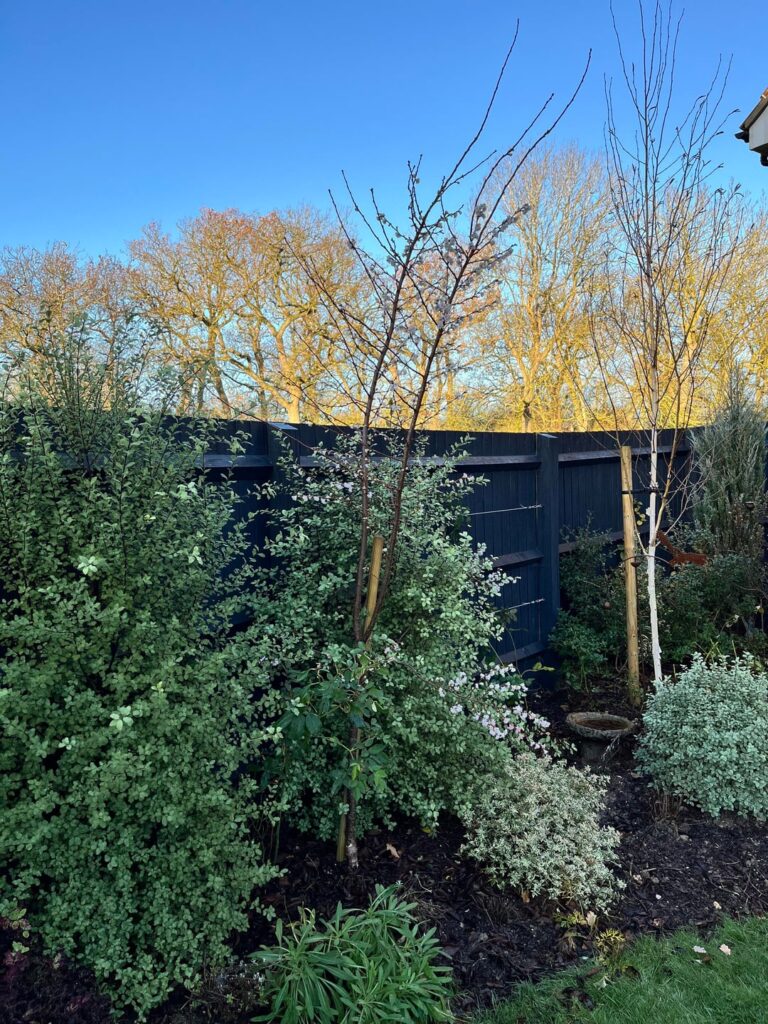 Please advise: 3yo prunus autumnalis subhirella Please advise: 3yo prunus autumnalis subhirella