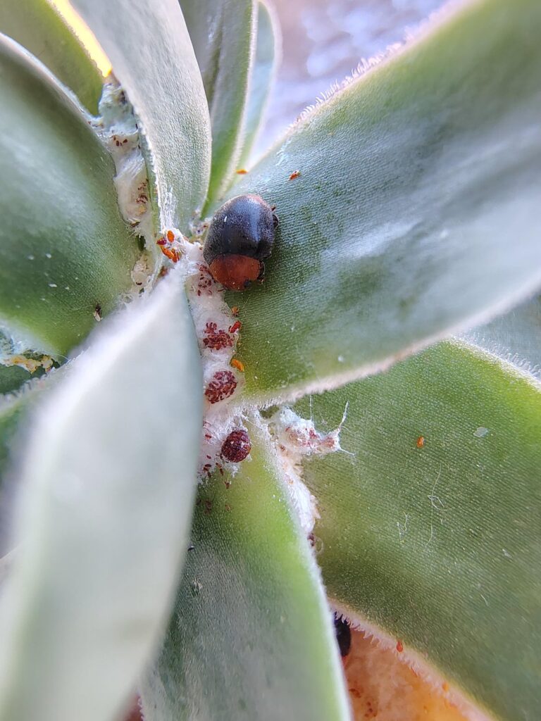 Mealybug destroyers - adorable saviors