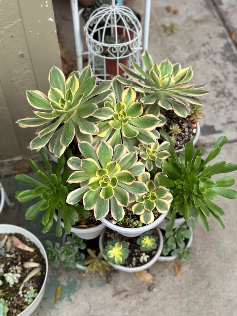 A succulent tower I’ve been working on