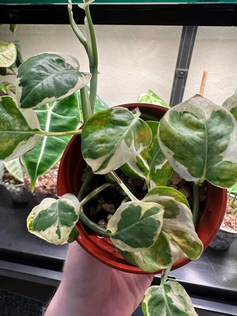 Help diagnosing this yellowing