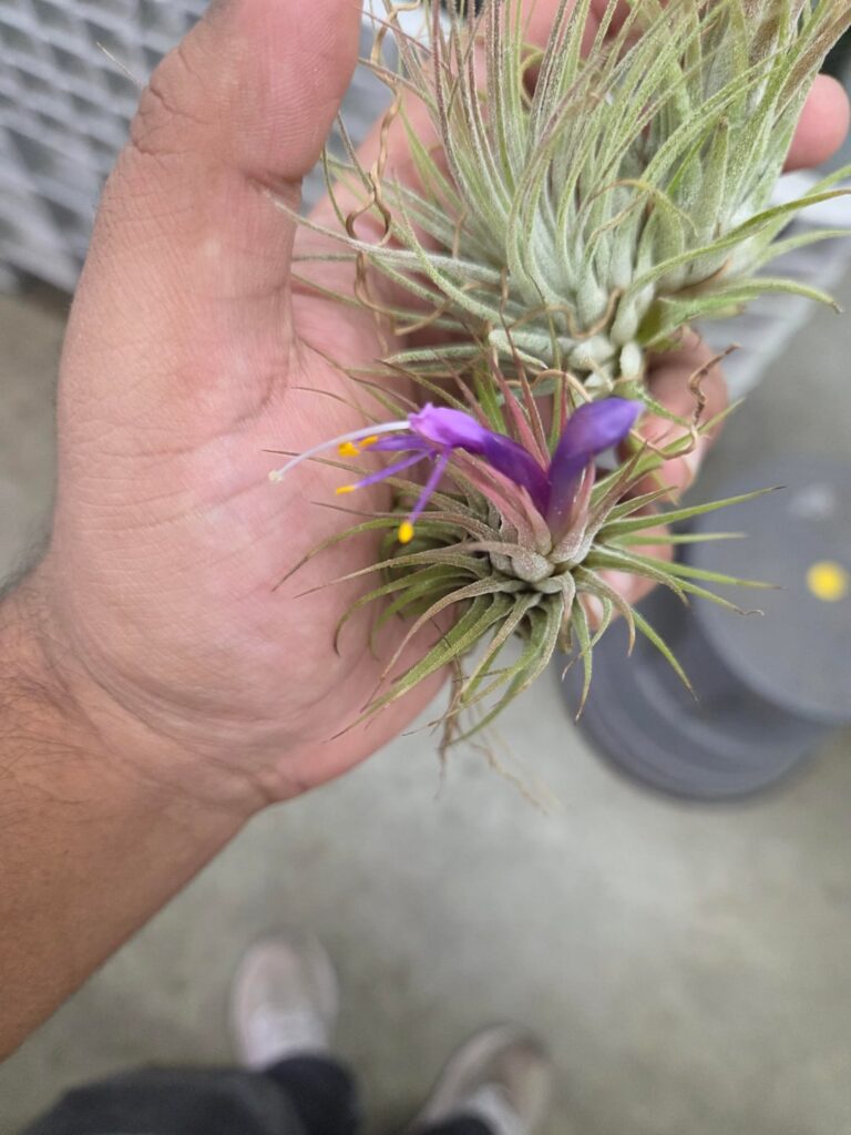 Got the ones at my job to bloom and also multiply!