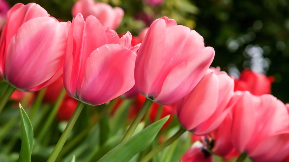Can I Plant Tulips In December? An Expert Reveals You Can Pink tulips are in flower at Roozengaarde in Mount Vernon, Washington, USA