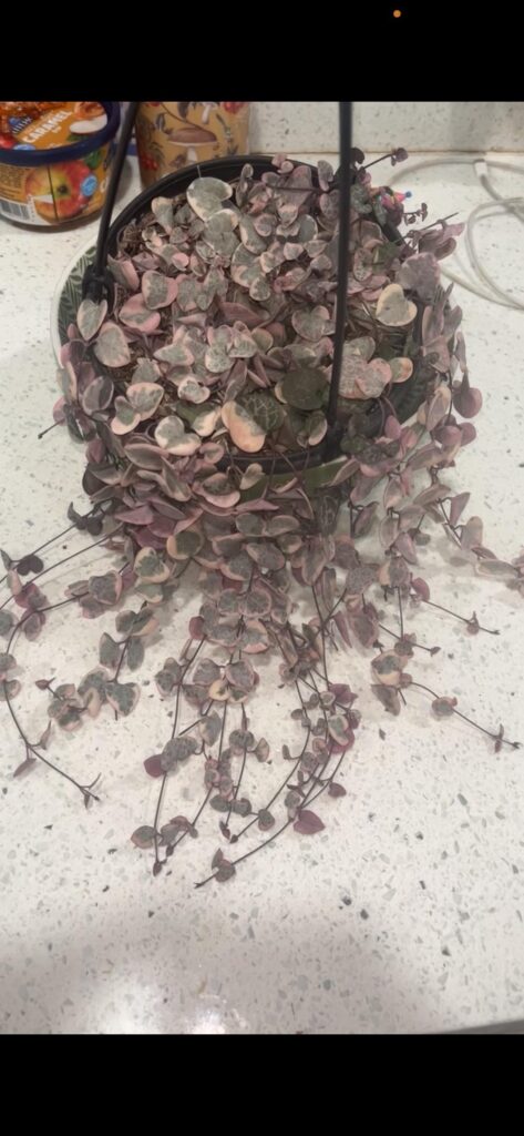 How often do you water your string of hearts ?