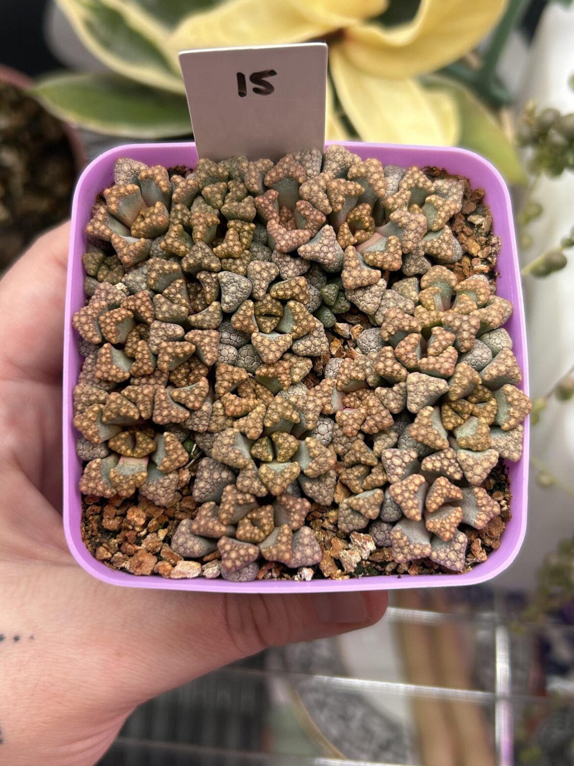 How many can you count?