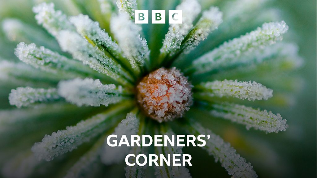 Gardeners’ Corner – How to look after your Christmas tree, Adam Frost’s shrub for December, and picking plants for the office Gardeners' Corner - How to look after your Christmas tree, Adam Frost's shrub for December, and picking plants for the office