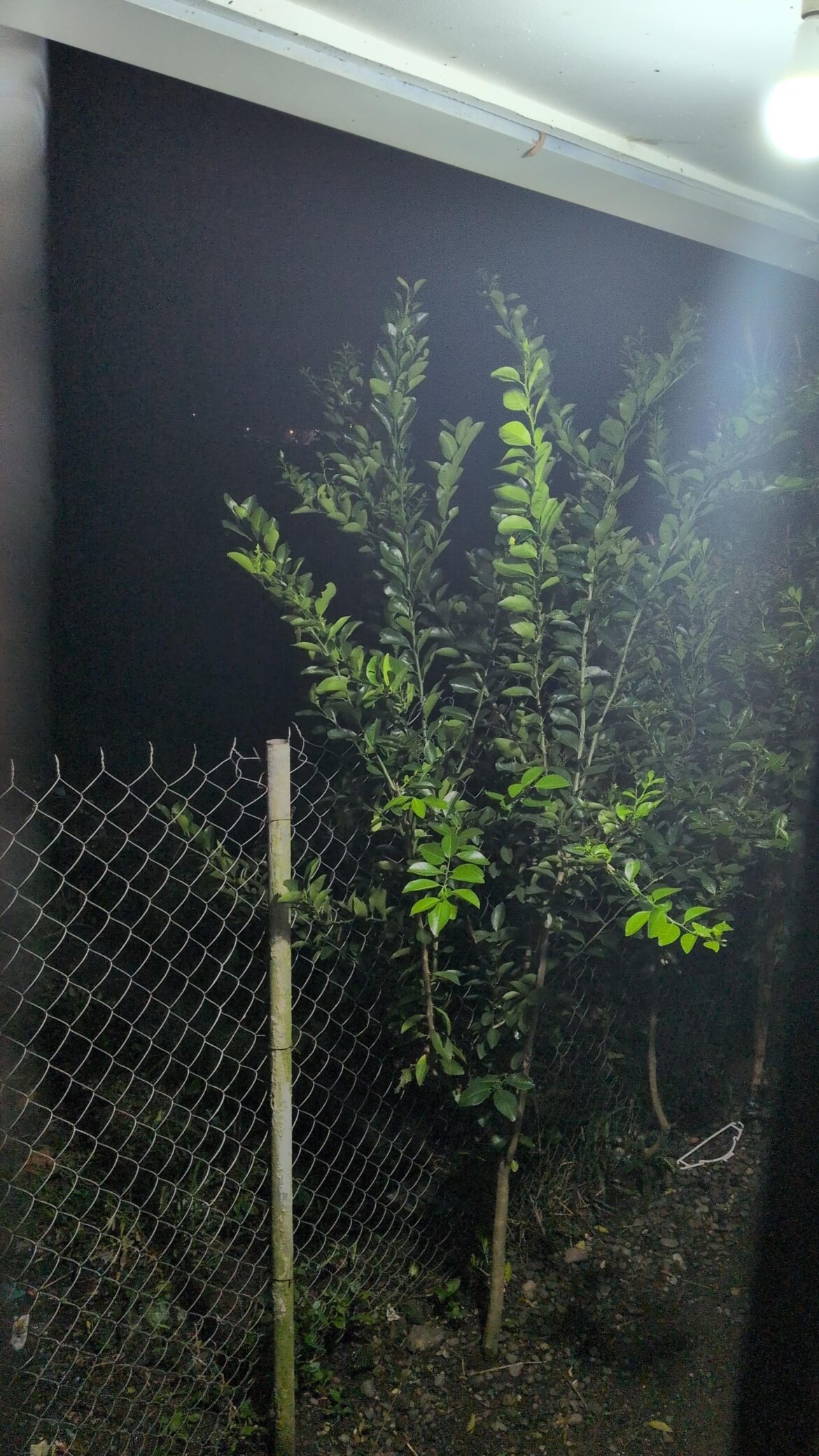 Why no fruit on calamansi tree?