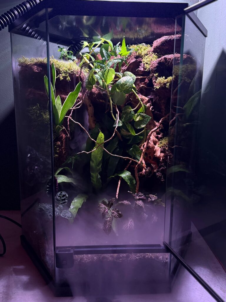 First try of Vivarium