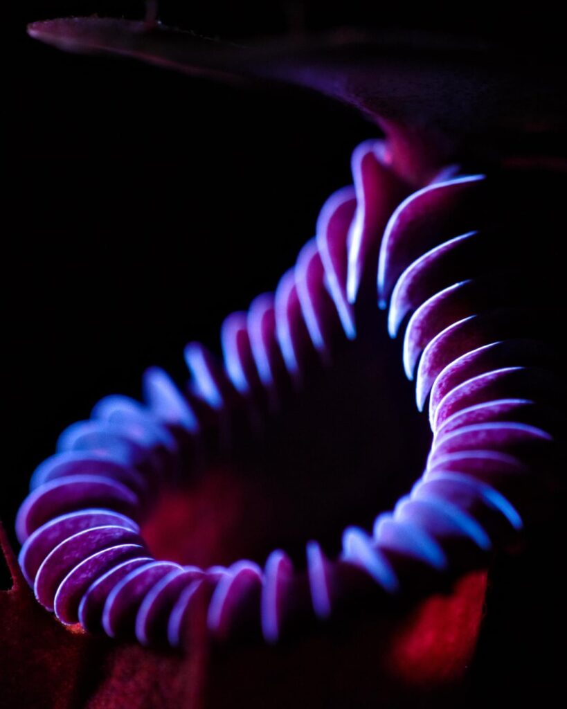 A few nepenthes UV macro photographs
