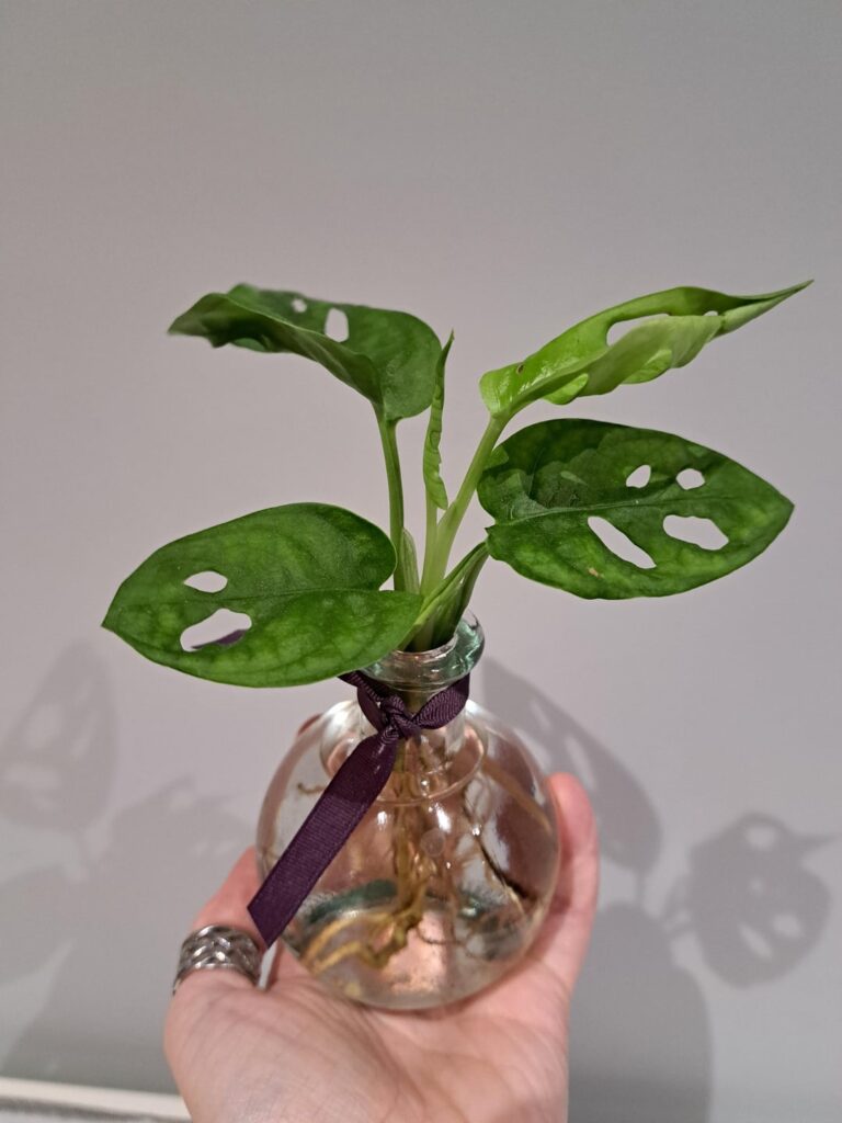 Stocking filler ID & Care help