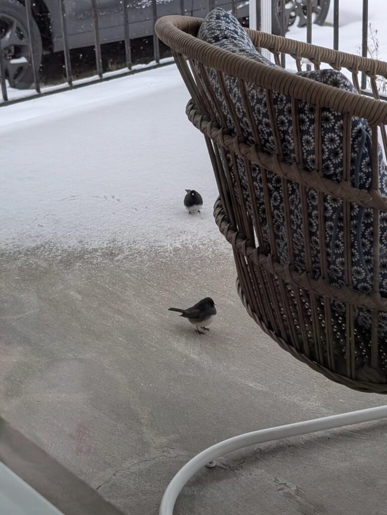 Juncos enjoy winter seed bounty