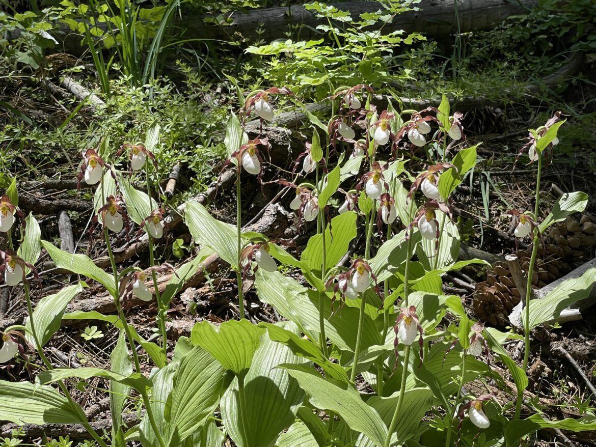 Mountain Lady Slipper