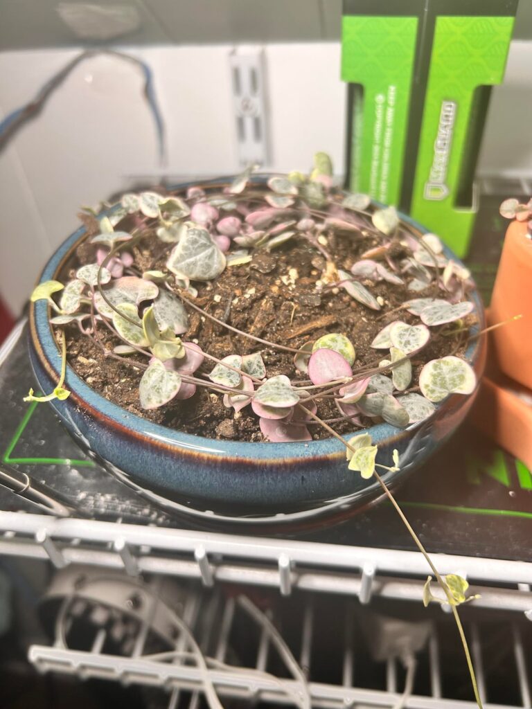 Repotted my string of hearts Repotted my string of hearts