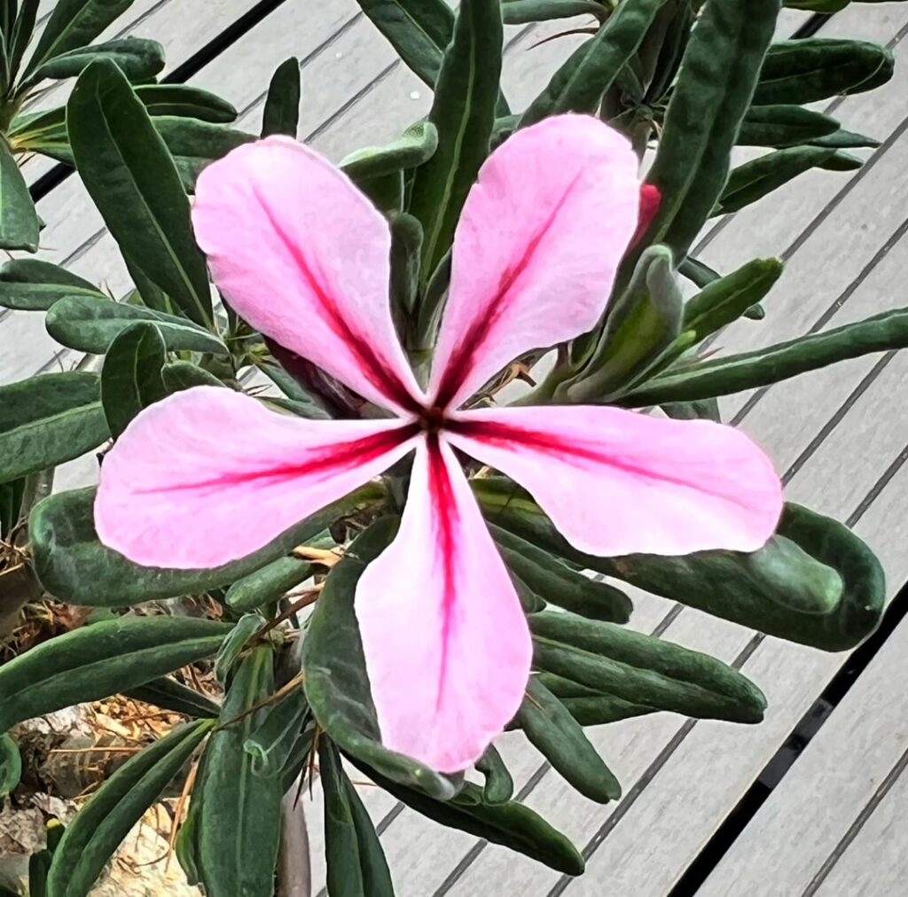 Pachypodium succulentum bloom