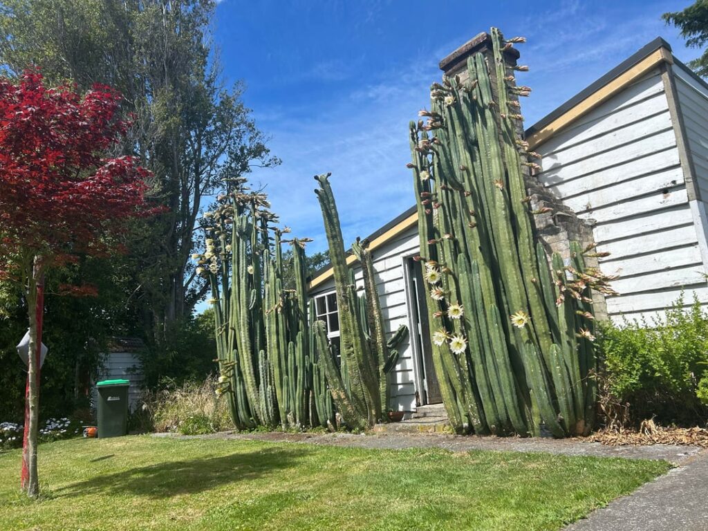 Seasons greetings to all from NZ 🥳