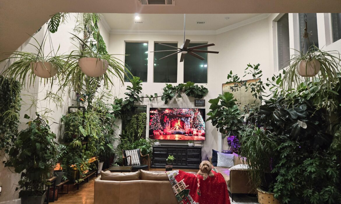 Holiday vibes - 87 plants, and one very patient dog