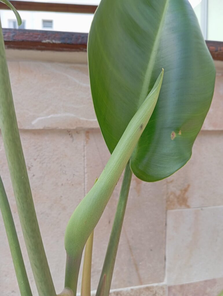 The rare Philodendron Renauxii, with a new inflorescence arriving. 🇧🇷🇧🇷