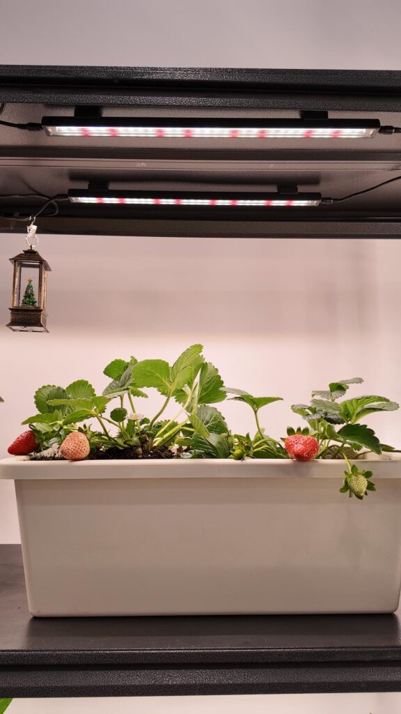 First strawberries finally turned red 🍓 (and they actually smell amazing)