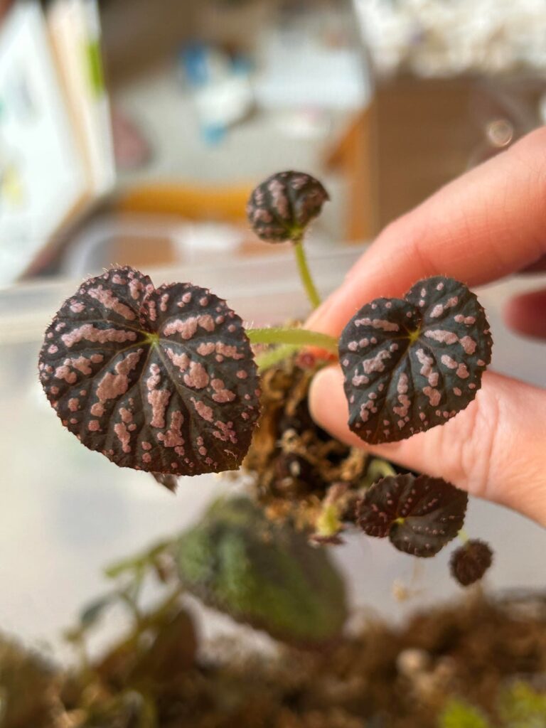 What begonia is that?