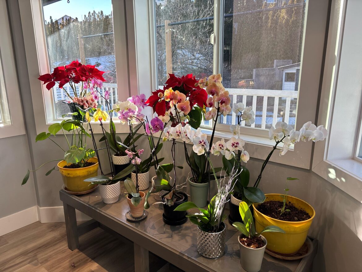 I now understand why people can just sit and stare at their plants.